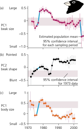 <strong>The accompanying figure shows data on composite values for beak size,beak shape,and body size for the medium ground finch (Geospiza fortis)inhabiting Daphne Major.Complete data sets were collected from 1973 onward.   For each of the three graphs in the accompanying figure,the 95% confidence intervals are shown as vertical bars extending above and below each data point for each year.The fact that many of these 95% confidence intervals do not overlap with the data from 1973 (the original reference point for this study)do not overlap reveals that ________.</strong> A) no detectable change in these phenotypes was measured B) no evolution can be documented C) detectable change in phenotypes was observed, but the changes were not heritable D) detectable evolution by natural selection did occur E) None of these is an accurate statement. <div style=padding-top: 35px> 