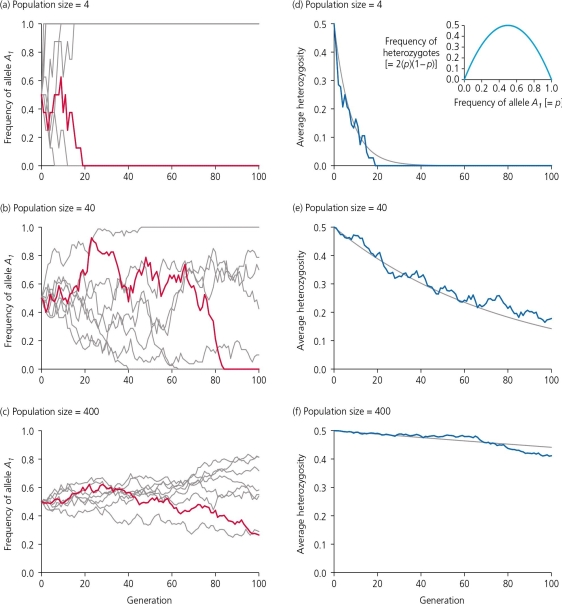<strong>If genetic drift is not accompanied by natural selection,mutation,or migration,then the frequencies of alleles will wander between 0 and 1.Using the accompanying figure,which of the following is an accurate statement? </strong> A) Random sampling error generates fluctuations in allelic frequencies over generations, so all populations-both simulated and real-have been found to follow the same evolutionary trajectory. B) The effects of genetic drift are more immediate, and more pronounced, on small population sizes. C) Genetic drift will have no long-term effect on allelic frequencies if the population numbers more than 40 individuals. D) None of these is an accurate statement.