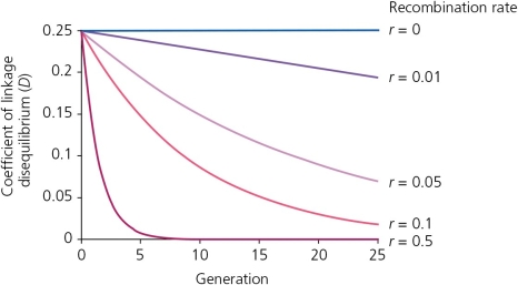 <strong>According to the accompanying figure,we can conclude that ________. </strong> A) the rate of decline in disequilibrium occurs more quickly with a lower rate of recombination B) the rate of decline in disequilibrium occurs more slowly with a lower rate of recombination C) the rate of decline in linkage disequilibrium is inversely proportional to the rate of recombination between them D) None of these is an accurate statement.