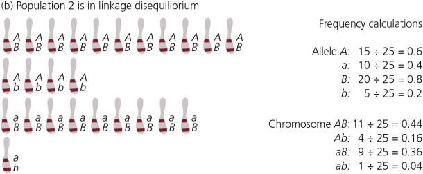 Please refer to the accompanying figures.Is the population in linkage equilibrium or linkage disequilibrium? Explain,drawing on the evidence in the figures.