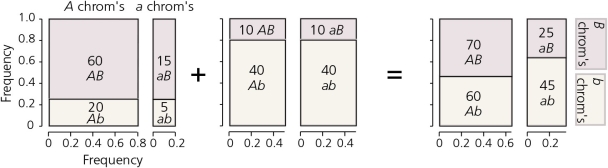 Explain and describe the three ways in which linkage disequilibrium can be produced in a population.Refer to the accompanying figures to support your explanation.