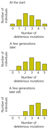 Drawing on the accompanying graphs for support,describe and explain the way in which Muller's ratchet works in asexual populations.