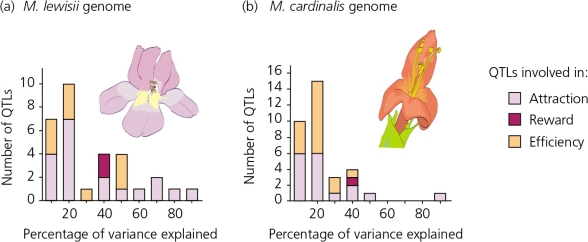 <strong>When Bradshaw and colleagues investigated the quantitative trait loci (QTL)of two species of Mimulus (Mimulus cardinalis and Mimulus lewisii),they used marker loci as a way to map the QTLs.Their results are shown in the accompanying figure.According to these results,________. </strong> A) the differences in genotype for the majority of these QTLs explained small amounts of the variations in flower phenotypes for both species B) some of the QTLs did have pronounced effects on the flowers' phenotypes C) at least one QTL explained 90% of the phenotypic variance for each species D) All of the above.