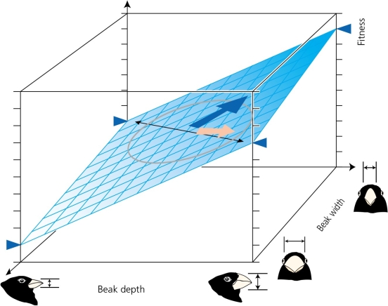<strong>Multiple trait analysis (beak width and beak depth)on the medium ground finch,in response to the drought of 1976-77,has generated the three-dimensional graph,shown in the accompanying figure.If the blue triangles represent fitness levels for the quantified parameters,then the birds showing the greatest fitness should have ________. </strong> A) deep, wide beaks B) deep, narrow beaks C) shallow, wide beaks D) shallow, narrow beaks