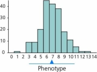 Suppose we consider the figures below.If Figure A represents a measurable trait in a population at time 0,and Figure B represents the same trait some generations later,we can conclude that the type of selection called ________ selection has been at work. Figure A Figure B