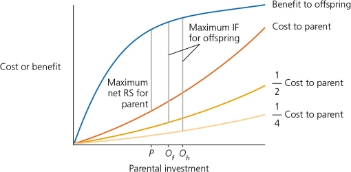 <strong>The analysis of parent-offspring conflict in birds has generated some interesting observations. For example, researchers hypothesized that chicks should beg to be fed by their parents more loudly when their nestmates are less closely related. (See Figure A, where Of = optimal parental investment where the lost siblings are full sibs, and Oh for an offspring whose lost siblings are half sibs.) Do the data collected bear this out (Figure B)? Figure A Figure B</strong> A) Yes, species that evolve extra-pair parentage also tend to evolve louder begging chicks. B) No, the genetic relatedness of the chicks has nothing to do with the level of begging by chicks. C) The data are inconclusive; no conclusion can be formulated.
