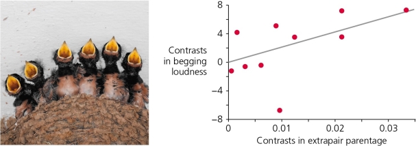 <strong>The analysis of parent-offspring conflict in birds has generated some interesting observations. For example, researchers hypothesized that chicks should beg to be fed by their parents more loudly when their nestmates are less closely related. (See Figure A, where Of = optimal parental investment where the lost siblings are full sibs, and Oh for an offspring whose lost siblings are half sibs.) Do the data collected bear this out (Figure B)? Figure A Figure B</strong> A) Yes, species that evolve extra-pair parentage also tend to evolve louder begging chicks. B) No, the genetic relatedness of the chicks has nothing to do with the level of begging by chicks. C) The data are inconclusive; no conclusion can be formulated.