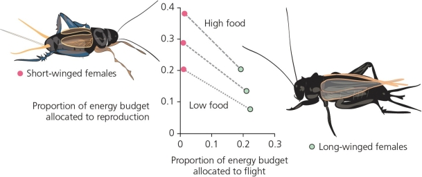 <strong>What does the accompanying figure represent?  </strong> A) the average energy budget values between male and female sand crickets in low v. medium v. high food environments B) the average energy budget values between long-winged and short-winged crickets in low v. medium v. high food environments C) the average energy budget values for low v. medium v. high food environments in two different species of sand crickets D) the average energy budget values in low v. medium v. high temperature environments for long-winged v. short-winged sand crickets <div style=padding-top: 35px> 