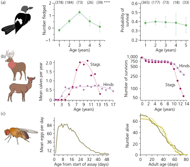 <strong>According to the data shown in the accompanying figure,the reduction in reproduction rates most closely correlates with a corresponding reduction in survival in ________.  </strong> A) female collared flycatchers B) male red deer C) female red deer D) fruit flies <div style=padding-top: 35px> 