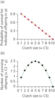 <strong>The accompanying figure represents Lack's hypothesis on clutch size.According to this hypothetical data,________.  </strong> A) the probability of survival for individual nestlings decreases linearly with each successive increase in the clutch size B) the probability of survival for individual nestlings increases, then decreases with each successive increase in the clutch size C) the optimal clutch size in terms of survival rates is intermediate D) A and C are both true. E) All of the above are true. <div style=padding-top: 35px> 