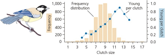 <strong>Researchers have tested Lack's hypothesis on clutch sizes,and the results are shown in the accompanying figure.In this graph,the histogram shows actual clutch sizes over 22 years for the Great Tit (Parus major),whereas the individual data points reflect results of manipulation of clutch size.According to this data,________.  </strong> A) Lack's hypothesis is supported B) there is an ideal clutch size in terms of survival; however, this species of bird is not producing as many offspring as could survive, therefore Lack's hypothesis is not supported C) there is an ideal clutch size in terms of survival-which is more than the number of offspring that are being produced; however, the results still support Lack's hypothesis D) there is no apparent ideal clutch size because of discrepancies in these data <div style=padding-top: 35px> 