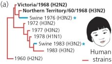 Analysis of the phylogeny of flu viruses reveals that the two 1968 strains (see the accompanying figures)both carry neuraminidase N2,but their hemagglutinins are distantly related (H2 and H3).Moreover,before the global pandemic of 1968,human flu viruses had never carried H3.This observation suggests that ________.