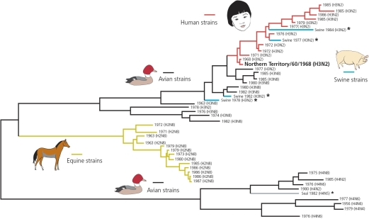 Analysis of the phylogeny of flu viruses reveals that the two 1968 strains (see the accompanying figures)both carry neuraminidase N2,but their hemagglutinins are distantly related (H2 and H3).Moreover,before the global pandemic of 1968,human flu viruses had never carried H3.This observation suggests that ________.