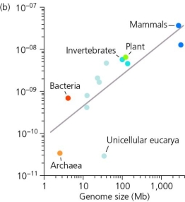 The biologist Michael Lynch has a hypothesis about the role of effective population size in influencing the evolution mutation rates.Describe this hypothesis,with particular attention to the roles of natural selection and genetic drift,and how it can explain the pattern shown in the accompanying figure.