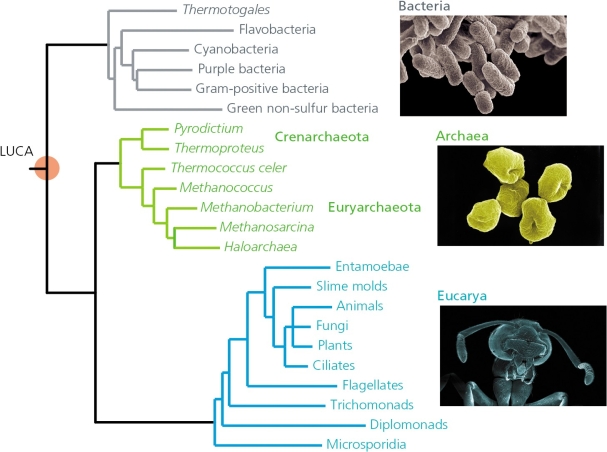 The authors of your textbook suggest that,for genes shared among all organisms…Animals,Plants,and Fungi appear to possess less than 10% of the nucleotide-level diversity observed on Earth. Given the relatively recently generated phylogenies such as those in the accompanying figures,along with what you know about the history of life on this planet,does this seem like a reasonable statement? Explain.
