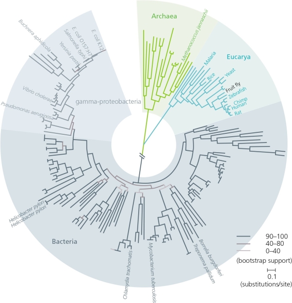 The authors of your textbook suggest that,for genes shared among all organisms…Animals,Plants,and Fungi appear to possess less than 10% of the nucleotide-level diversity observed on Earth. Given the relatively recently generated phylogenies such as those in the accompanying figures,along with what you know about the history of life on this planet,does this seem like a reasonable statement? Explain.