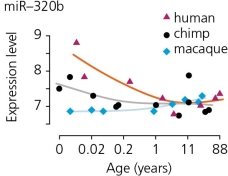 <strong>The accompanying figure shows how levels of a microRNA called miR-320b change with age in the prefrontal cortex of the brains of humans,chimps,and macaques (African monkeys).This may be important for understanding the genetic features that make us human,because microRNAs ________. </strong> A) are found only in primates B) are translated into short polypeptides C) influence gene expression by binding to messenger RNAs D) are transcribed from selfish DNA sequences such as Alu elements E) are known to increase neuronal connectivity and therefore intelligence