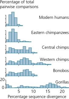 <strong>The accompanying figure shows the percentage of pairwise genetic comparisons within sample populations of living hominids,graphed against the percentage of sequence divergence for each pair.We can conclude from the figure that ________. </strong> A) any randomly selected pair of humans in the world should differ in their mitochondrial DNA sequences by less than 6% B) humans are more genetically diverse than Western chimpanzees C) hominid species do not differ significantly in levels of genetic diversity D) humans share a more recent common ancestor with bonobos than gorillas E) All of the above.