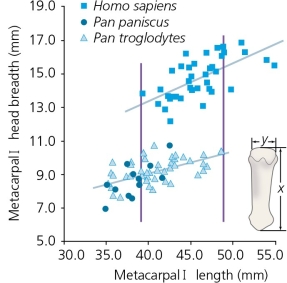 <strong>The accompanying figure shows that humans have thicker thumb metacarpals than chimpanzees or bonobos,with broader heads.This is directly correlated with humans' ________. </strong> A) bar-shaped central portion of the hyoid bone B) increasing dependence on meat in the diet C) more elaborate thumb musculature and better precision grip D) loss of the ability to knuckle-walk E) loss of an arboreal (tree-based) lifestyle