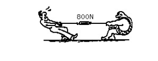 <strong>Figure N-5 The two men compete in a tug of war. Both pull equally and the scale reads 800 newtons. Each man must pull with a force of</strong> A)400 N. B)800 N. C)0 N. Consider action and reaction forces in this case: If action is the man on the left pulling on the rope, then the reaction force is D)the rope pulling on the man on the left. E)the rope pulling on the man on the right. F)the man on the right pulling on the rope.