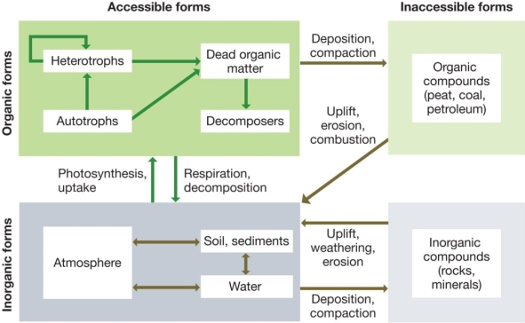<strong>Refer to the diagram below.Materials undergoing the processes of uplift or erosion would be leaving a(n)_______ form and most likely be entering the _______ compartment.  </strong> A) accessible;decomposers B) accessible;soil,sediments C) inaccessible;decomposers D) inaccessible;atmosphere E) inaccessible;soil,sediments <div style=padding-top: 35px> 