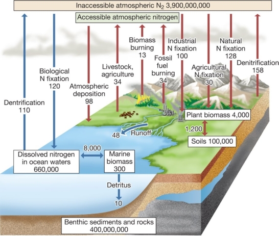 <strong>According to the diagram below,humans are responsible for approximately _______ percent of the total amount of global nitrogen fixation on land.  </strong> A) 1 B) 10 C) 25 D) 50 E) 80 <div style=padding-top: 35px> 