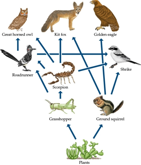 Refer to the diagram below.If both the scorpion and the roadrunner were eliminated from this food web,how would population sizes of other members of the web be affected?