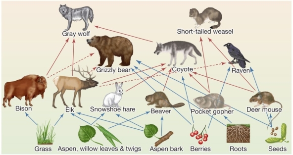<strong>Refer to the figure below showing a food web in the grasslands of Yellowstone National Park.Based on the relationships shown,which trophic cascade would most likely result from the removal of gray wolves? [Note: Red arrows refer to animals consumed by carnivores;blue arrows correspond to plants consumed by omnivores and herbivores.]  </strong> A) Removal of gray wolves leads to fewer elk,which leads to more snowshoe hares. B) Removal of gray wolves leads to fewer elk,which leads to fewer snowshoe hares. C) Removal of gray wolves leads to more bison,which leads to fewer snowshoe hares. D) Removal of gray wolves leads to fewer coyotes,which leads to fewer deer mice. E) Removal of gray wolves leads to more coyotes,which leads to fewer deer mice. <div style=padding-top: 35px> 