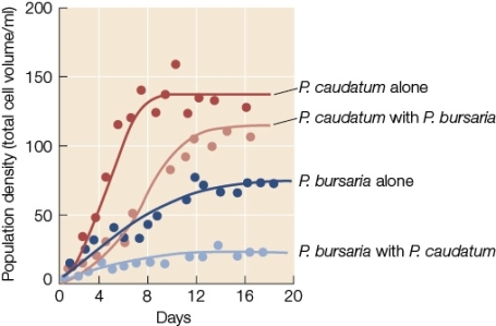 Use the following to answer questions : Refer to the figure below showing the population densities of two species of Paramecium grown separately and together. -Which species was affected more by the presence of the other,and how does this relate to the carrying capacity of each of these species in the absence of the other?