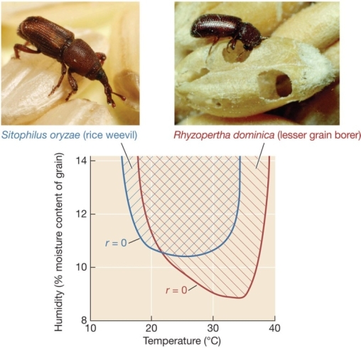 <strong>Use the following to answer questions : Refer to the figure below. Under which conditions can both the rice weevil and the lesser grain borer persist indefinitely?</strong> A) 10°C and 10% moisture B) 10°C and 14% moisture C) 20°C and 10% moisture D) 30°C and 10% moisture E) 30°C and 14% moisture