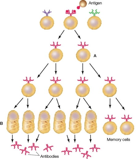 <strong>Refer to the diagram below illustrating an immune response to an antigen.The cell labeled A is a _______ cell involved in a(n)_______ immune response. </strong> A) mast;innate B) B lymphocyte;humoral C) T lymphocyte;cellular D) T-helper;adaptive E) plasma;humoral