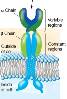 <strong>Use the following to answer questions : Refer to the diagram below showing a receptor on a cell. What type of cell is shown in the diagram?</strong> A) B lymphocyte B) T lymphocyte C) Plasma cell D) Mast cell E) Macrophage