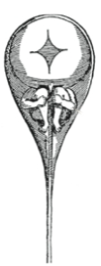 <strong>The figure below is </strong> A) a modern scientist's drawing of a sperm. B) a diagram of a human fetus. C) a seventeenth-century depiction of a human sperm. D) a drawing of a frog sperm. E) a rendering of what early scientists saw when they looked at donkey sperm under the microscope.