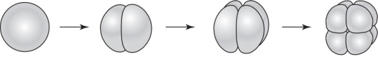 <strong>The cleavage pattern shown below would be found in the embryo of a </strong> A) crab. B) sparrow. C) human. D) sea star. E) zebrafish.