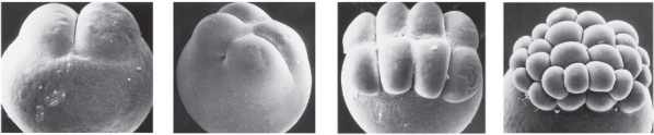 <strong>What organism would produce the type of embryo shown in the figure? </strong> A) Salamander B) Fish C) Human D) Fruit fly E) Sea urchin