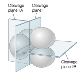 <strong>Refer to the figure below.In the embryo of what organism would you find this pattern of cleavage? </strong> A) Lizard B) Sparrow C) Mouse D) Echidna (monotreme) E) Sea star