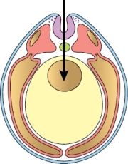 <strong>Using the figure of the vertebrate embryo below,list in order the structures that the arrow passes through,starting from the tail of the arrow and ending at its tip. </strong> A) Epidermal ectoderm,neural tube,endoderm,archenteron B) Endoderm,ectoderm,notochord,archenteron C) Neural ectoderm,notochord,gut endoderm,archenteron D) Neural crest,neural tube,gut endoderm,coelom E) Epidermal ectoderm,neural tube,mesoderm,coelom