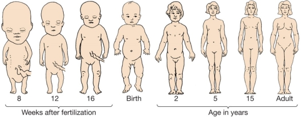 <strong>Use the following to answer question 78: Refer to the figure below. The figure shows that in humans,development _______ and growth _______.</strong> A) is direct;is isometric B) is indirect;is allometric C) is direct;shows a 1:1 size increase D) involves a larval stage;is isometric E) is direct;is allometric