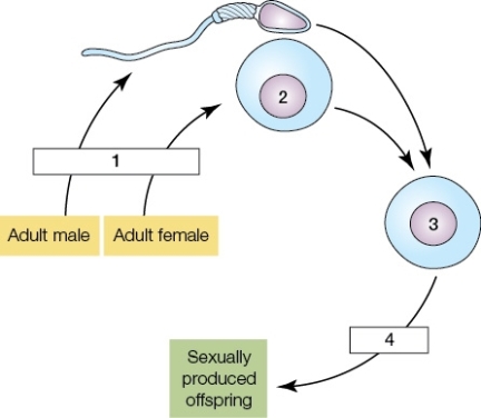 <strong>Use the following to answer questions : Refer to the diagram below. In the diagram,mitosis is occurring at label(s)_______,and a cell that is haploid is found at label(s)_______.</strong> A) 1;2 B) 1;3 C) 1 and 4;2 and 3 D) 4;2 E) 4;3