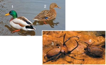 <strong>In the photographs below,the female(s)is/are labeled _______ and is/are distinguishable by _______. </strong> A) 1;bright coloration B) 2 and 4;secondary sexual characteristics C) 2 and 3;primary reproductive organs D) 2;accessory reproductive organs E) 4;accessory reproductive structures