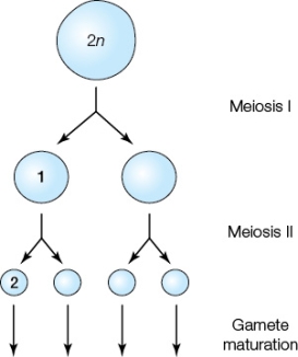 <strong>The figure below shows meiotic divisions that occur in _______.The number of chromosomes in the cell marked 1 is _______,and the number of chromosomes in the cell marked 2 is _______. </strong> A) germ cells in an ovary;2n;1n B) developing ova;2n;1n C) germ cells in a testis;1n;1n D) developing sperm;2n;2n E) germ cells in either a testis or ovary;2n;1n