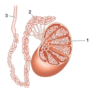 <strong>In the diagram below of reproductive structures found in a male mammal,sperm that have both an acrosome and flagellum would likely be found in the region(s)marked </strong> A) 1 only. B) 2 only. C) 3 only. D) 2 and 3 only. E) 1,2,and 3.