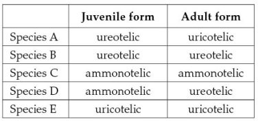 <strong>The table below lists the primary mode of nitrogenous waste excretion in the juvenile and adult forms of five different species.If one species is known to be an amphibian and one is a desert reptile,then species _______ is most likely the amphibian and species _______ is most likely the desert reptile. </strong> A) B;D B) A;E C) D;E D) C;A E) D;B