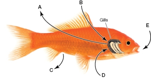 Refer to the figure below showing a freshwater bony fish.Which letter label is correctly matched to its osmoregulatory process?