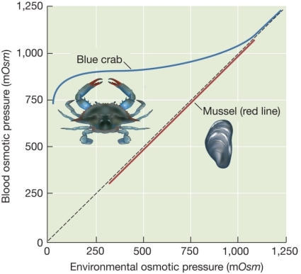 Refer to the figure below.When a blue crab and a mussel are placed in conditions of 0.50 Osm,their bodies react differently.Only the crab