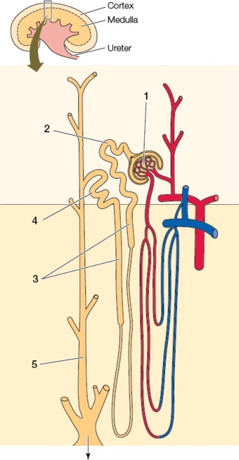 <strong>Refer to the diagram below of the mammalian kidney.Which description is paired incorrectly with its location in the diagram? </strong> A) 1 - Filters blood to produce primary urine B) 2 - Responds to levels of ADH to cause water to move back into tissues or to be excreted C) 3 - Uses a mechanism of countercurrent multiplication to increase osmotic pressure in surrounding body tissue D) 4 - Brings waste molecules to the tubules that will be excreted in the urine E) 5 - Allows the body to reabsorb water from urine