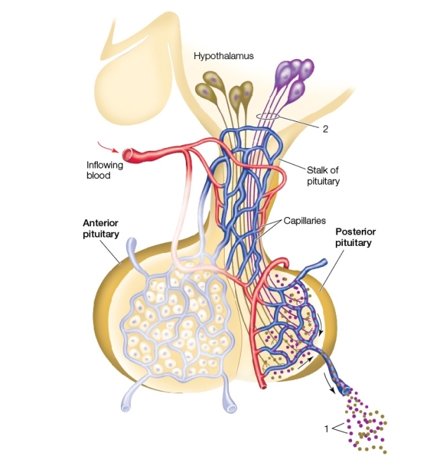 <strong>Use the following to answer questions : Refer to the diagram below showing the posterior pituitary. The structures labeled 2 in the diagram</strong> A) are part of the portal system between the hypothalamus and pituitary gland. B) carry essential nutrients to the posterior pituitary. C) release tropic hormones. D) d.transport vesicles containing the hormones that eventually enter the bloodstream at label 1. E) are axons that stimulate cells in the posterior pituitary to synthesize and then secrete hormones.