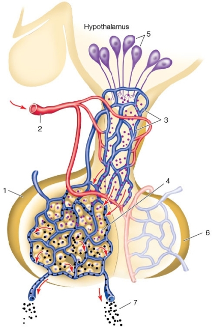 <strong>Use the following to answer questions : Refer to the diagram below. Which label is not correct?</strong> A) 1 - Anterior pituitary B) 2 - Afferent or inflowing artery C) 3 - Portal blood vessels D) 4 - Posterior pituitary E) 5 - Hypothalamic neurons