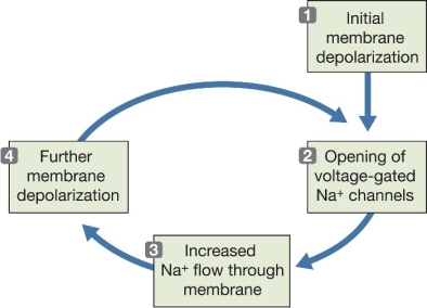 <strong>Refer to the diagram below.This diagram illustrates the generating of an action potential by a process of  </strong> A) positive feedback. B) negative feedback. C) neuron deactivation. D) neuron repolarization. E) chemical transmission. <div style=padding-top: 35px> 