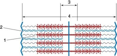 <strong>Refer to the diagram of a sarcomere below.Which statement based on the diagram is true? </strong> A) The structure 1 consists of two chains made of monomers. B) The structure 1 shortens in length as contraction occurs. C) The structure 2 has a head that hydrolyzes ATP. D) The zone labeled 3 shortens in length as contraction occurs. E) The unit labeled 4 maintains a constant length as contraction occurs.